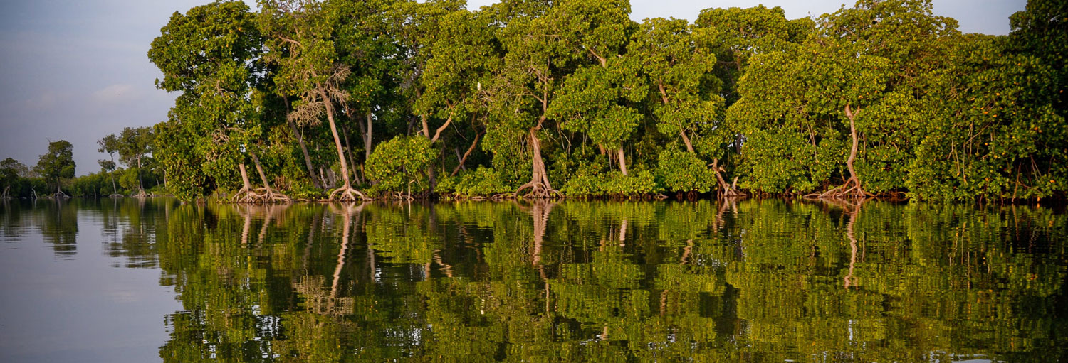 Safari Blu a Mida Creek